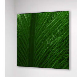 Plume_003