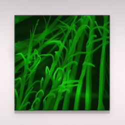 Plume_006
