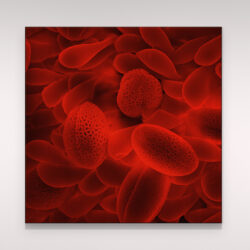 Pollens choux rouge_001
