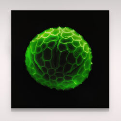 Pollen de basilic_001