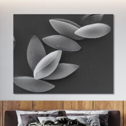 Pollens de muguet_002