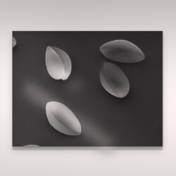 Pollens de poireau_001